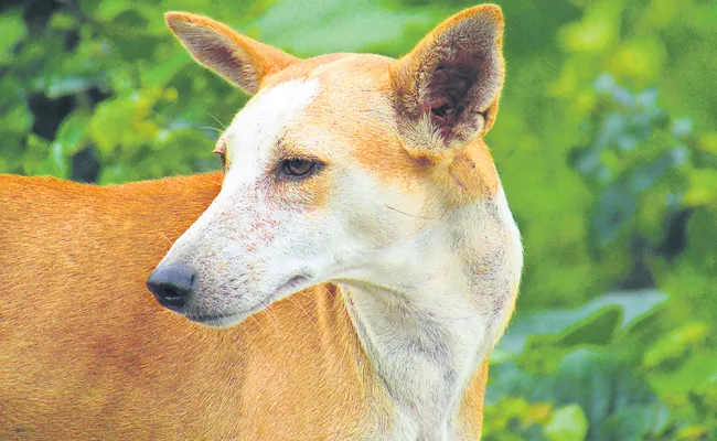 GHMC Counting Street Dogs And Sterilization - Sakshi