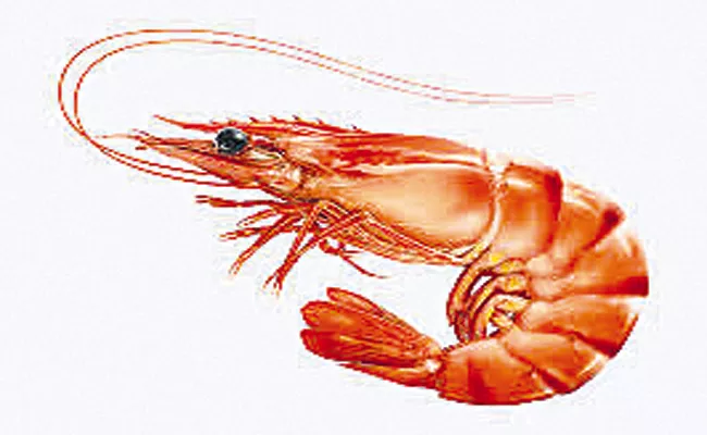 AP Government alerted on prawn marketing - Sakshi