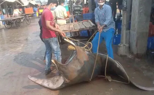 Giant Fish Weighing Nearly 800kg Caught Off Bengals Digha - Sakshi