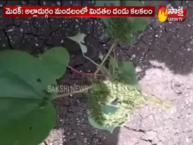 Locust Attack In Telangana