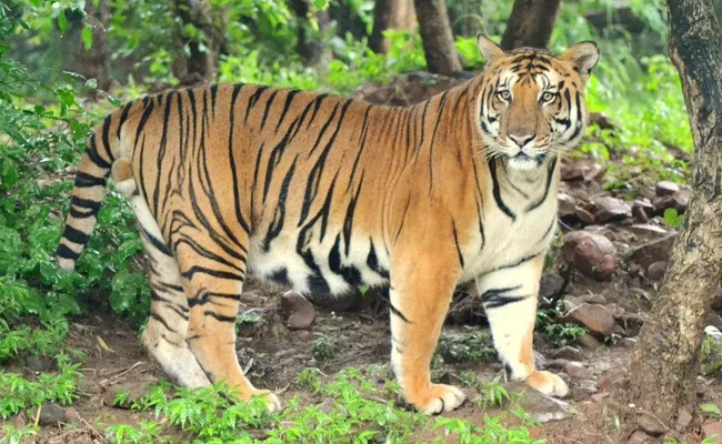 Tigers And Leopords in West Agency Forest - Sakshi