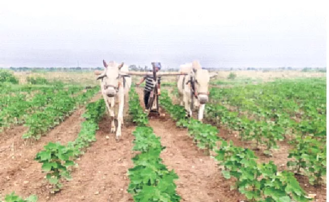 Farmers Were Engaged In The Cultivation Of Crops With Timely Rains - Sakshi