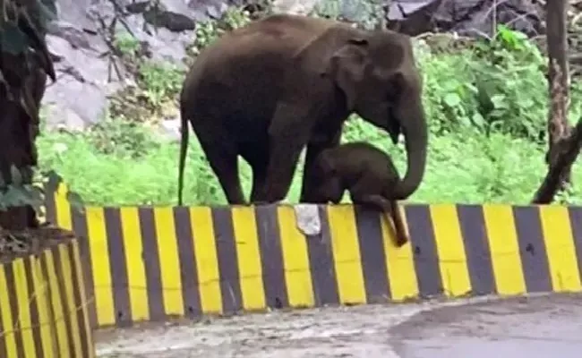 Elephant Seen Helping Calf Cross Roadside Barrier - Sakshi