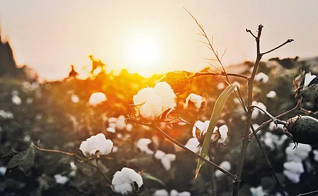 Farmers have planted cotton seeds Above 53 lakh acres according to a report by Department of Agriculture - Sakshi