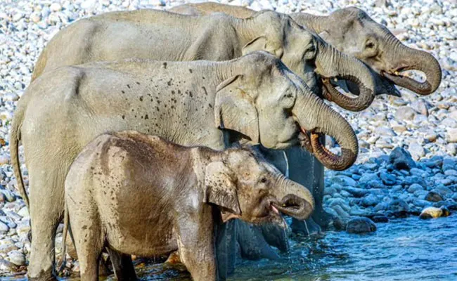 Can You Guess How Many Elephants Are Drinking Water In This Video - Sakshi