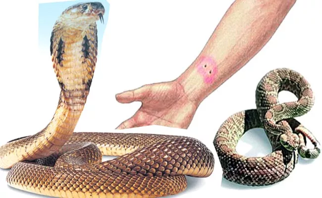 Special Story On Snake Bite During The Rainy Season - Sakshi