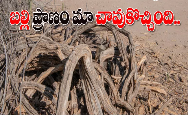 Find The Lizard On Tree In This Picture - Sakshi