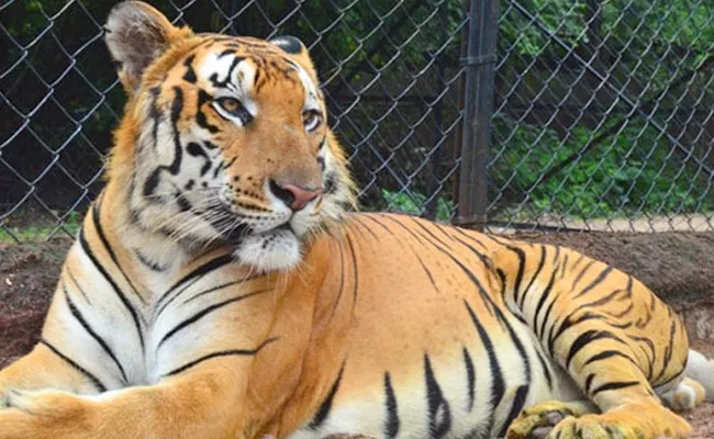 Royal Bengal Tiger Kadamba Diseases In Nehru Zoo Park - Sakshi