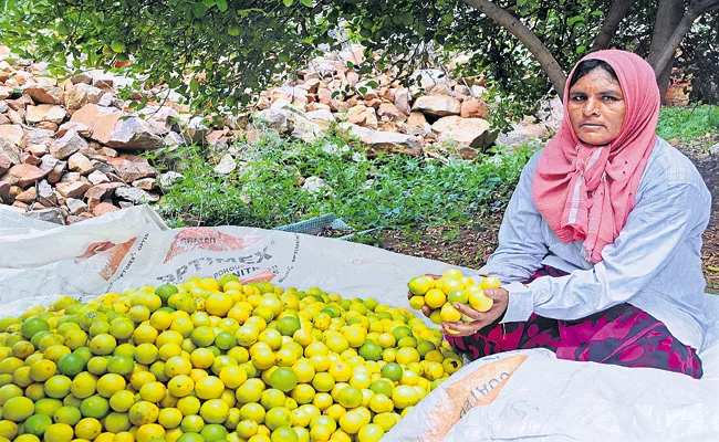 Growing Fruit Exports from Rayalaseema Districts - Sakshi