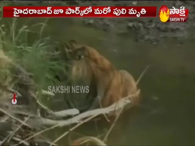 Tiger Deceased Of Heart Failure Hyderabad Nehru zoo