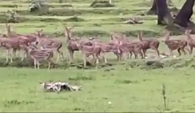 Viral Video A Herd Of Deer In The Heart Of Mumbai - Sakshi