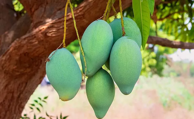 Banginapalli Mango Price All Time Record in Prakasam - Sakshi