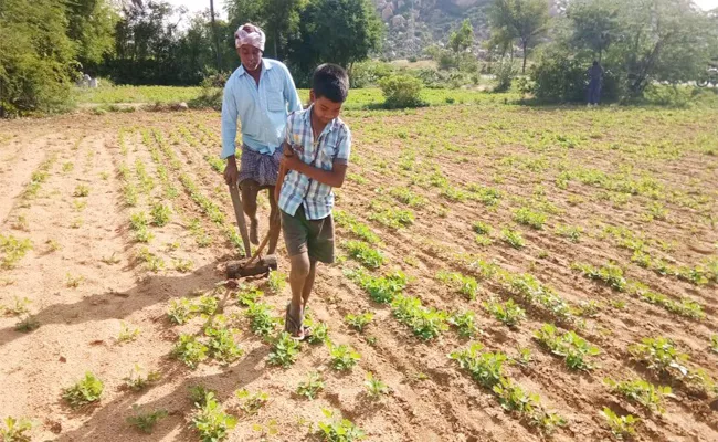 Father And Son Sharing Agriculture Work in Anantapur - Sakshi