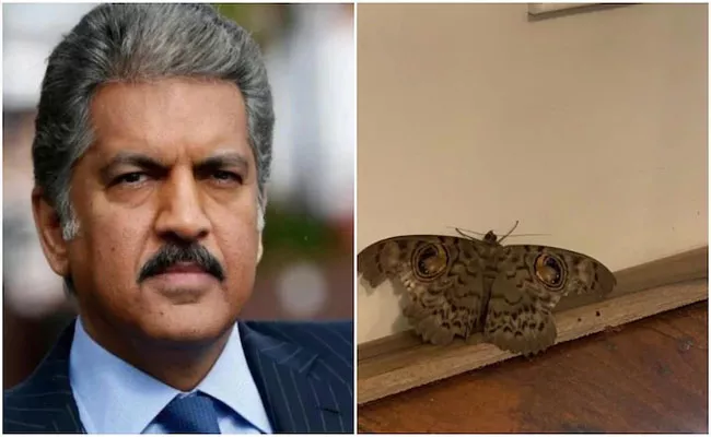 Anand Mahindra Tweet Giant Indian Owl Moth Is Just So Relatable To Us - Sakshi