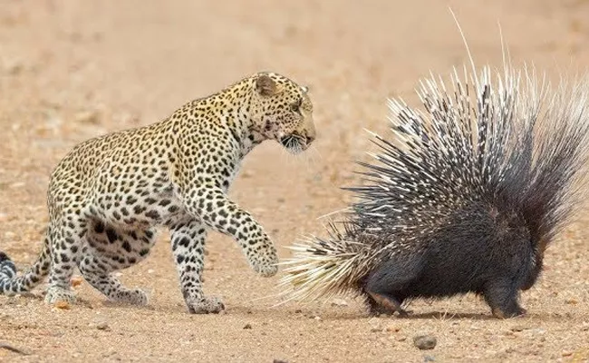 Cheetah Fights Intense Bttle With Porcupine In Viral Video - Sakshi