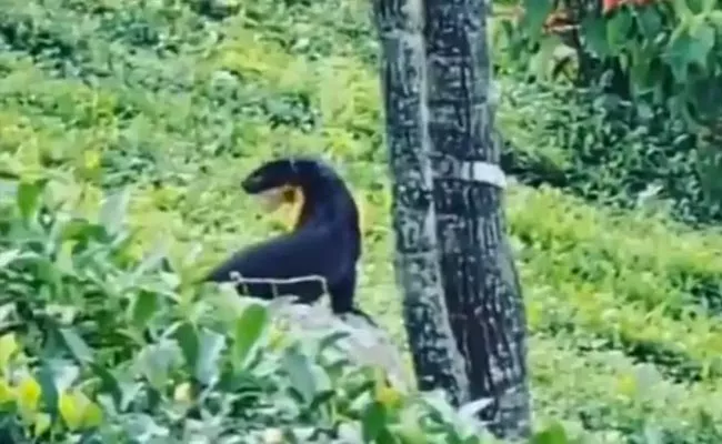 Rare video Of Elusive Nilgiri Marten Goes Viral - Sakshi