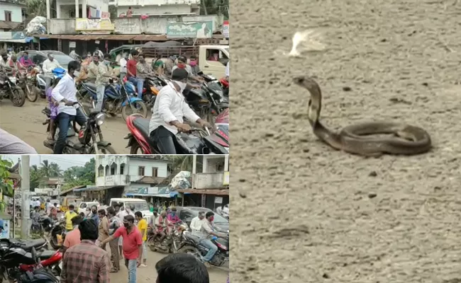 Rattle Snake Snake Hulchul On High Way Road In mamidikuduru - Sakshi