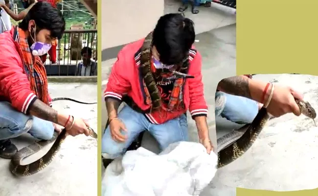 Huge King Cobra Captured In Nainital, Video Viral - Sakshi