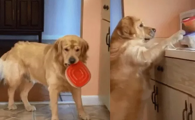 Cute Video Dog Expression Of Regret After Caught Stealing Food - Sakshi