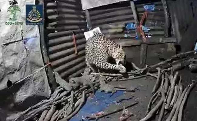 Viral Video: Leopardess Gives Birth Inside Hut In Nashik - Sakshi