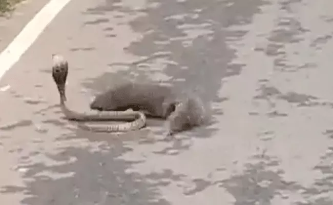 Snake and Mongoose Fight Goes Viral - Sakshi