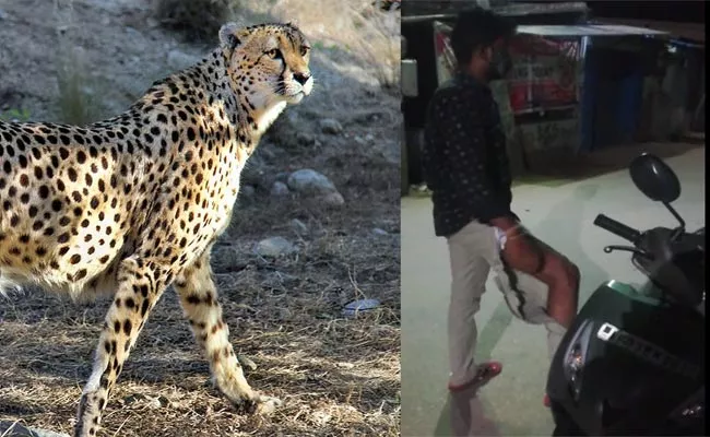 Cheetah Attacked On Scooters In Tirupati - Sakshi