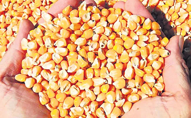 Foreign Trade ADG Reported To The High Court Over Import Of Corn - Sakshi