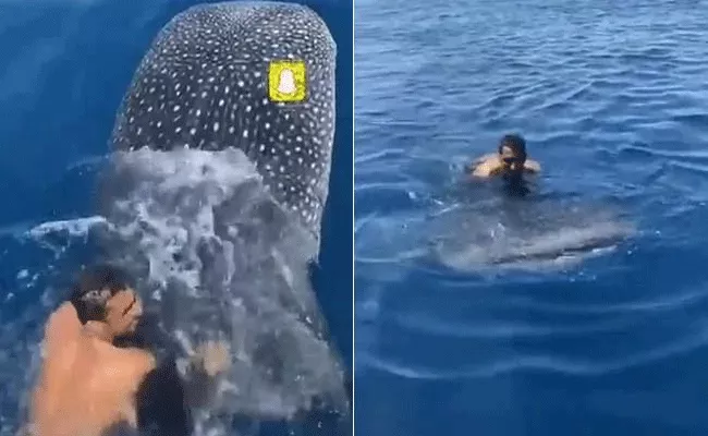 Shocking Video Shows Man Riding On Whale By Holding Fin - Sakshi