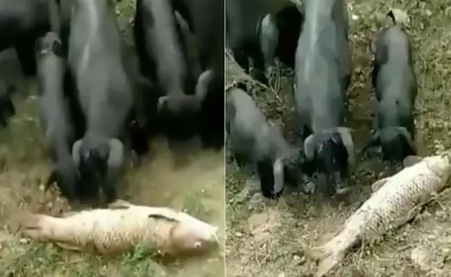 Viral Video: Baby Pigs Try To Save Fish - Sakshi