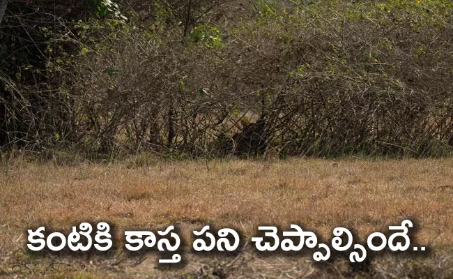 Find The Bengal Tiger In Photos of Wildlife Photographer Sagar Damle - Sakshi