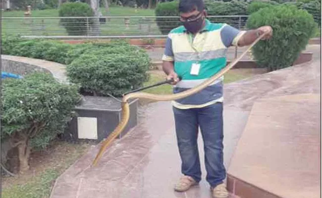 Snakes Roam Premises Of Odisha Legislative Assembly Cause Panic - Sakshi