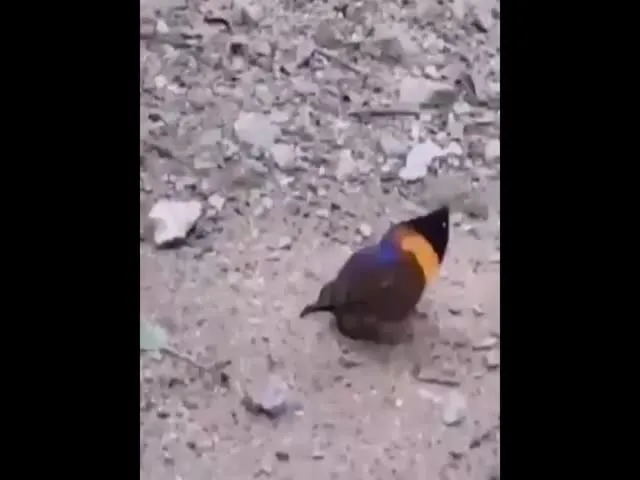 Butterfly Looks Like A Dead Leaf Video Gone Viral