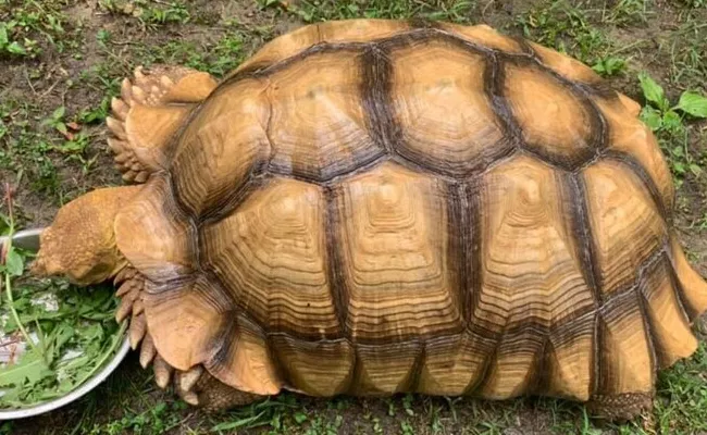 Tortoise Missing For 74 Days Spotted Hardly One Mile Away From Home In US - Sakshi