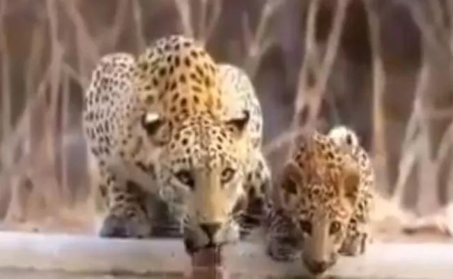 Viral Video Of Leopard Cub Drinks From Waterhole With His Mother - Sakshi