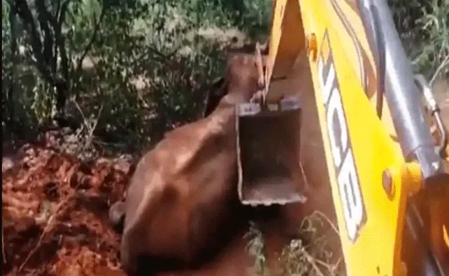 Forest Officials Rescued Elephant Which Is Falls In trench Video Goes Viral - Sakshi