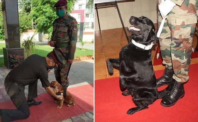 PM Modi Speaks About Army Dogs Vida And Sophia In Mann Ki Baat - Sakshi