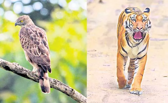 Telangana Got Wildlife Photography Awards - Sakshi