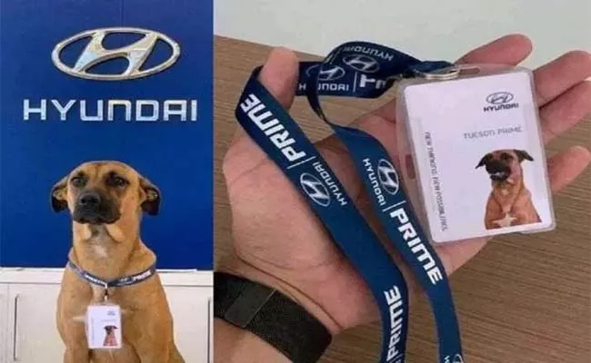 Hyundai Showroom Adopts Stray Dog As Sales Person - Sakshi