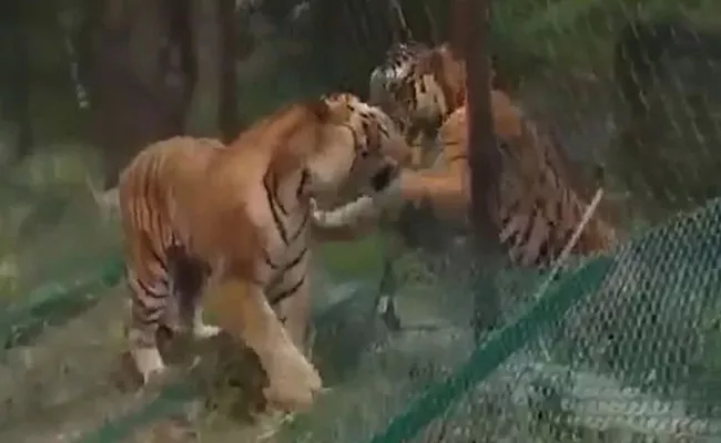 A Fight Between A Wild Tiger And A Safari Tiger In Karnataka - Sakshi