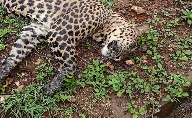 Deceased Leopard Found on Train Track Odisha - Sakshi