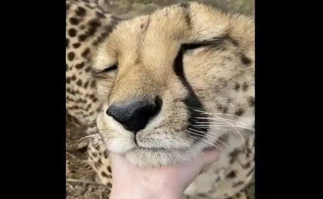 This cheetah Adorable Purring Sound Is Music To Netizens - Sakshi