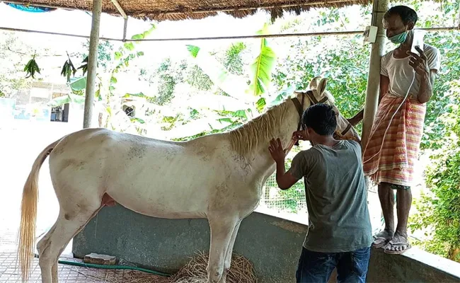 Dwaraka Tirumala Temple Horses Unhealthy In West Godavari - Sakshi