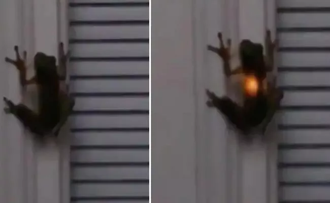 frog swallows firefly? Rare video gives the answer - Sakshi