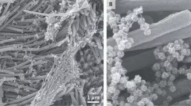 Scientists Publish Images Of Coronavirus Infected Cells - Sakshi