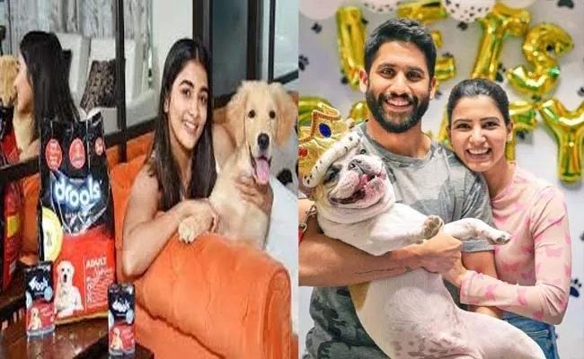 What Is The Names Of samantha Ana Pooja Hegde Pets - Sakshi