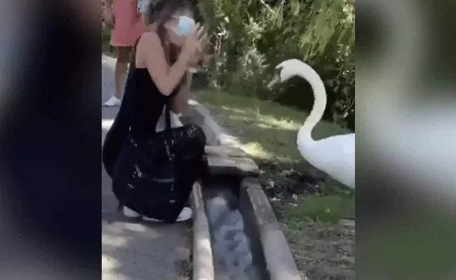 Swan Teaches Woman To Wear A Mask Properly, Video Viral - Sakshi