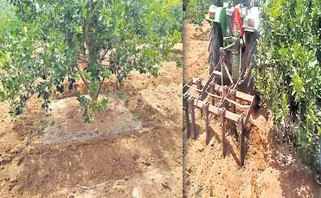 Making Footings For Fruit Trees With Low Cost - Sakshi