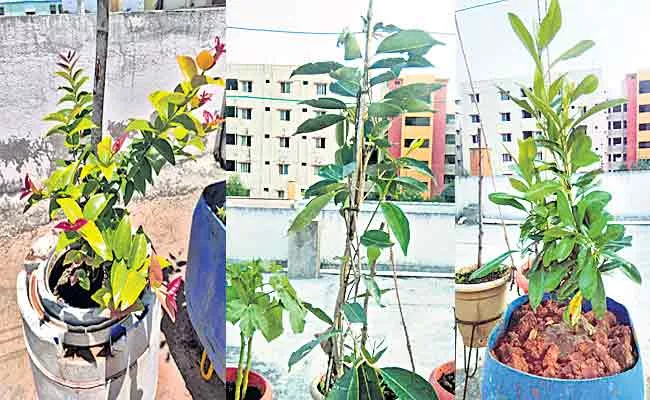 Telugu Teacher Doing Home Garden Farming In Sagubadi - Sakshi