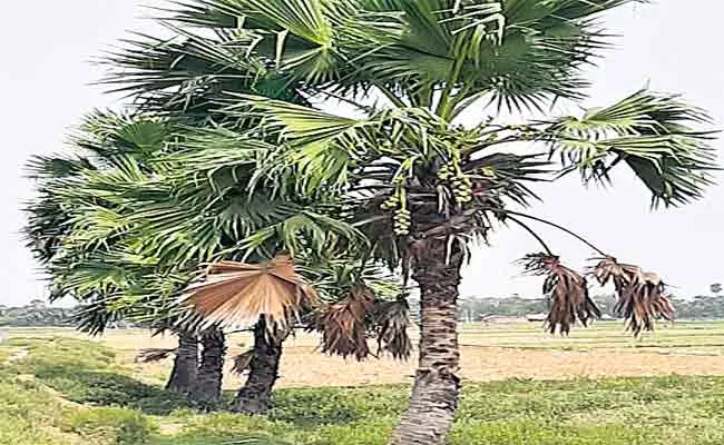 There Aare Many Benefits To Using Short Palm Trees - Sakshi