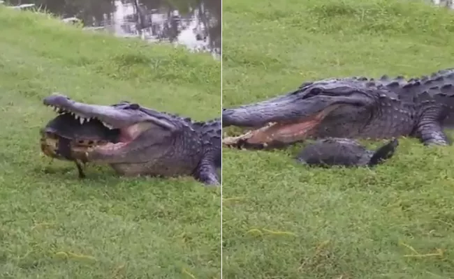 Turtle Escapes From The Mouth Of Alligator - Sakshi